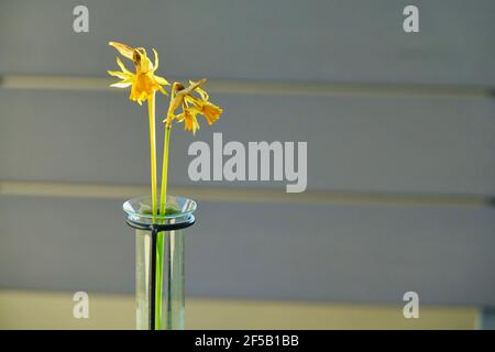 Due fiori di daffodil gialli essiccati in un vaso per provette Foto Stock