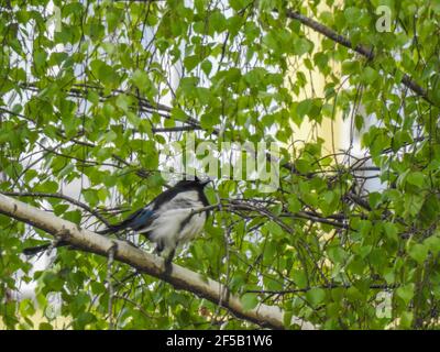 Il gazza-robin orientale è un piccolo uccello passerino che si verifica attraverso La maggior parte del subcontinente indiano e parti del sudest asiatico orientale magpie-r Foto Stock