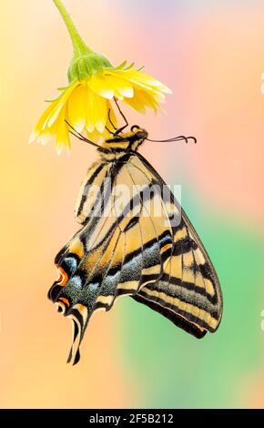 Vista laterale di una farfalla a coda di rondine della tigre occidentale (Papilio rutulus) su un fiore giallo - su uno sfondo vivace e colorato Foto Stock