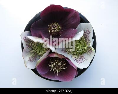 Fioritura primaverile: Una ciotola circolare con un quartetto di fiori galleggianti in una disposizione floreale simmetrica viola e bianca. Foto Stock