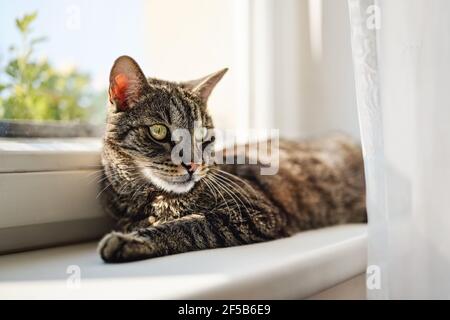 Gatto tabby marrone grigio che si rilassa sulla soglia della finestra, il sole splende a lui, dettaglio closeup Foto Stock