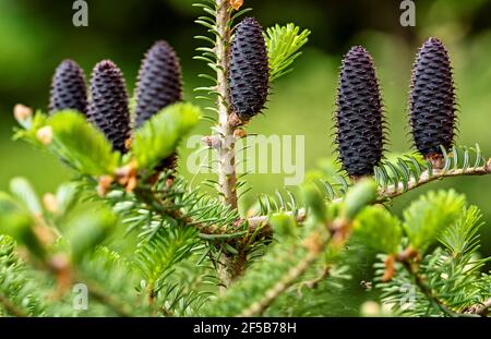 Giovane abete rosso abies specie coni che crescono su ramo con abete, dettaglio closeup Foto Stock