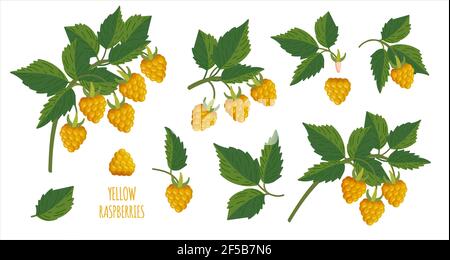 Ramoscello di pianta di lampone giallo. Ciuffo di lamponi con bacche e foglie. Costruttore di elementi per il design congratulazioni, inviti, schede, Illustrazione Vettoriale