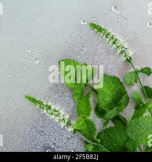 Branchie di menta in fiore in gocce su uno sfondo grigio di metallo, vista dall'alto e spazio di copia. Foto Stock