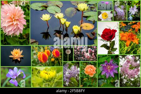 Collage di molti fiori colorati e bellissimi su sfondo verde Foto Stock