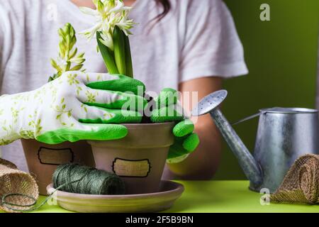 donna mani in guanti di gomma prendersi cura di pentola con concetto di giardinaggio giacinto Foto Stock