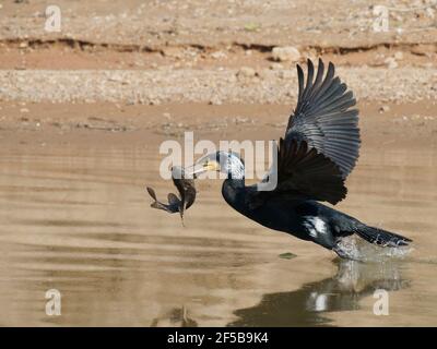 Grande cormorano - in volo con pesce Phalacrocorax carbo Rajasthan, India BI032185 Foto Stock