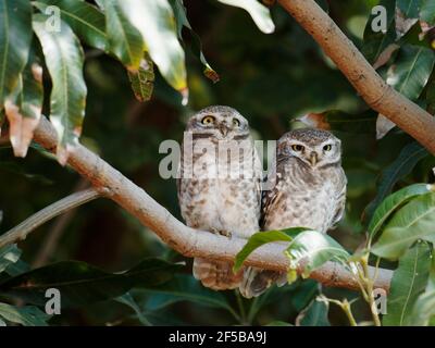 Avvistato Owlet Athene brama Rajasthan, India BI03206 Foto Stock