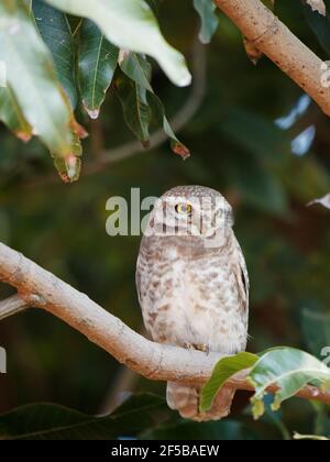 Avvistato Owlet Athene brama Rajasthan, India BI032211 Foto Stock