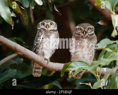 Avvistato Owlet Athene brama Rajasthan, India BI032218 Foto Stock