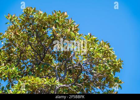 magnolia fresca parte su un ramo. Magnolia soulangeana, il piattino magnolia, ramo con foglie verdi fresche Foto Stock