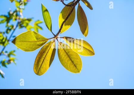 magnolia fresca parte su un ramo. Magnolia soulangeana, il piattino magnolia, ramo con foglie verdi fresche Foto Stock