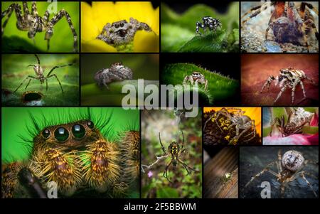 Collage natura di varietà di ragni e arachnidi sparati dentro macro closeup estrema Foto Stock