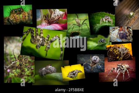 Collage natura di varietà di ragni e arachnidi sparati dentro macro closeup estrema Foto Stock