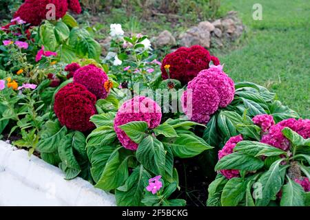 Fiori di velluto nel letto fiorito in estate. Celosia Comb borgogna e rosa nel design del paesaggio. Celosia è un'erba della famiglia Amaranth Foto Stock