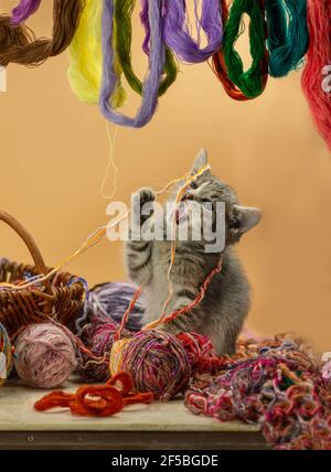 Carino gattino seduto in un cesto con palle di filato. Gattino seduto in un cesto con filo di lana. Gattino gioca con palle di lana nel cesto. Influenza carina Foto Stock