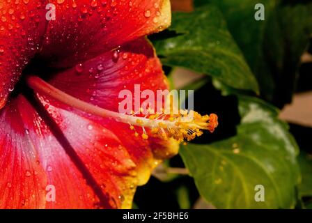 Macro fiore rosso colorato Foto Stock