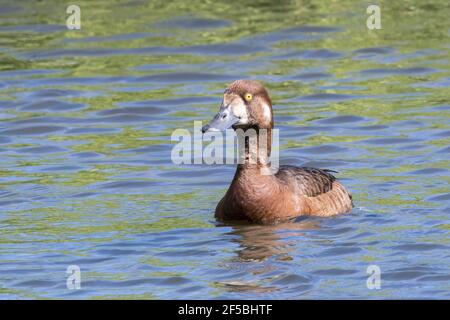 Più grande scarsu, Aythya marila, singola femmina che nuota sull'acqua, Islanda Foto Stock