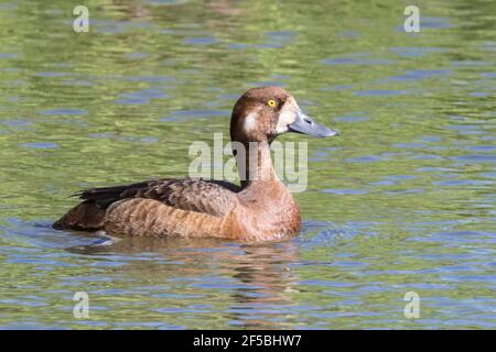 Più grande scarsu, Aythya marila, singola femmina che nuota sull'acqua, Islanda Foto Stock