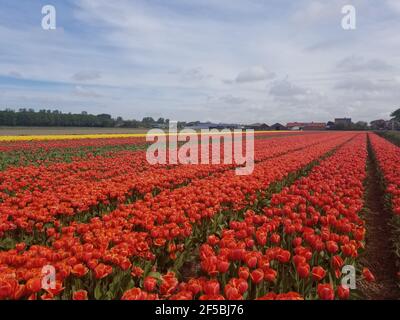 Campi di tulipani nei Paesi Bassi Foto Stock