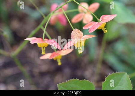 Epimedium pinnatum x warleyense ‘Orangekonigin’ Barrenwort Orange Queen - spray di fiori di pesche pink-vened con denti gialli, marzo, Inghilterra, Regno Unito Foto Stock