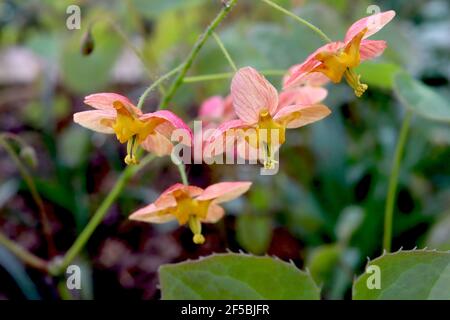 Epimedium pinnatum x warleyense ‘Orangekonigin’ Barrenwort Orange Queen - spray di fiori di pesche pink-vened con denti gialli, marzo, Inghilterra, Regno Unito Foto Stock