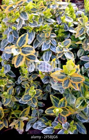 Euonymus japonicus ‘Ovatus Aureus’ spindle Ovatus Aureus – foglie di giallo dorato con spruzzi di verde scuro, marzo, Inghilterra, Regno Unito Foto Stock