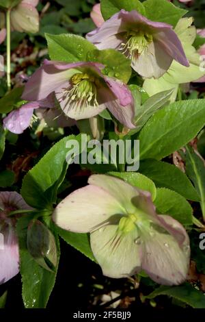 Helleborus orientalis ‘Queens Light Pink’ Hellebore Queens Light Pink – fiori singoli di colore verde pallido e rosa con petali rosa, marzo, Inghilterra, Regno Unito Foto Stock