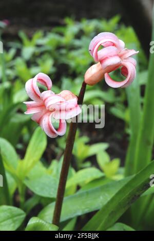 Hyacinthus orientalis Anna Marie Hyacinthus Anne Marie – fiori bianchi con striscia centrale rossa, marzo, Inghilterra, Regno Unito Foto Stock