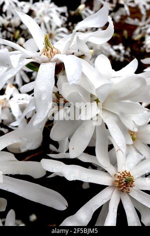 Magnolia stellata ‘Royal Star’ Star magnolia – piccoli petali bianchi a cucchiaio, marzo, Inghilterra, Regno Unito Foto Stock