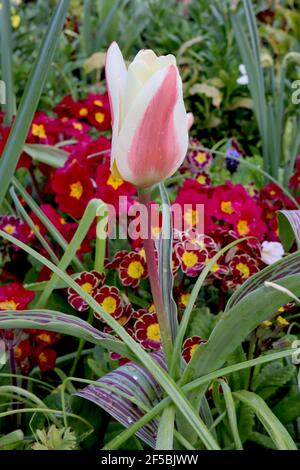 Tulipa ‘il primo’ Kaufmanniana 12 il primo tulipano – tulipani bianchi cremosi con colore rosso, base gialla, marzo, Inghilterra, Regno Unito Foto Stock