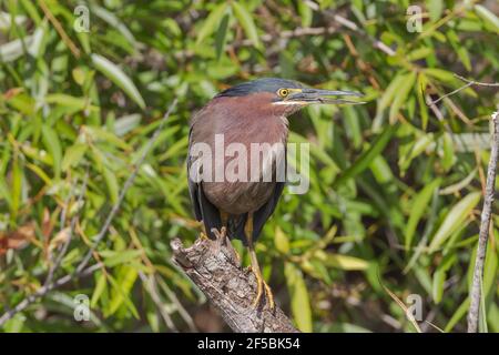 Green Heron, Butorides virescens, singolo adulto in piedi nella vegetazione, Everglades, Florida, Stati Uniti Foto Stock