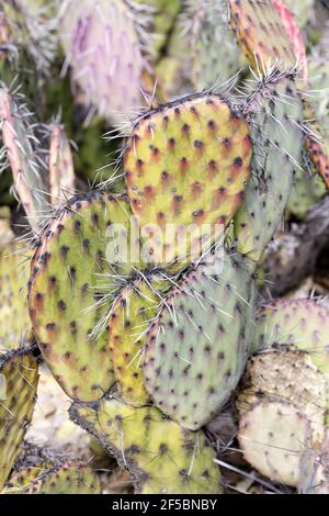 Prickly Pear Abstract Foto Stock