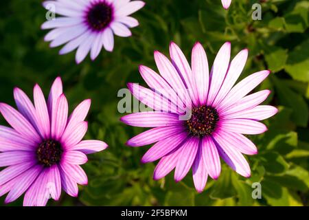 Osteospermum rosa in fiore durante la primavera nel sud di Francia Foto Stock