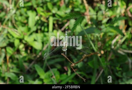 Vista nitida e mirata della parte anteriore di una libellula con occhi blu e rossi su un ramo asciutto Foto Stock