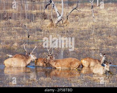 Sambar Deer - gruppo in waterRuga unicolor Ranthambore, Rajasthan, India MA003937 Foto Stock