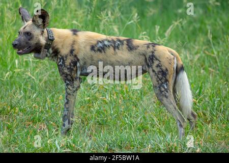 Cane selvatico africano di caccia o lupo dipinto (Lycaon pictus). Profilo, vista laterale. Indossare un collare di tracciamento radio che consente il recupero statistico di Foto Stock