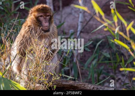 Barbary Ape allo Zoo di Norimberga Foto Stock