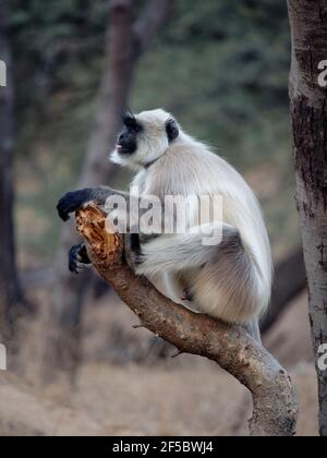 Northern Plains Gray Langur Semnopithecus entellus Rajasthan, India MA003973 Foto Stock