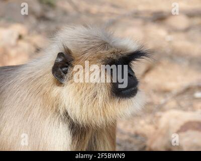 Northern Plains Gray Langur Semnopithecus entellus Rajasthan, India MA003977 Foto Stock