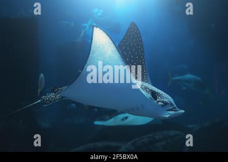 Stingray nuota in acqua blu sott'acqua in acquario. Foto Stock