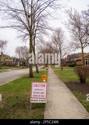 River Forest, Illinois, Stati Uniti. 25 marzo 2021. Un'aggressiva coppia di falchi di Cooper (Accipiter cooperii) sono stati immersioni su pedoni in difesa del loro nido, costringendo il villaggio a mettere segnali di avvertimento sul marciapiede del blocco 800 di Clinton Place. Il nido può essere visto nell'albero in alto a sinistra. Sembra che un cavallo da strada usato per chiudere le strade per i partiti di blocco stia facendo il doppio dovere. Foto Stock