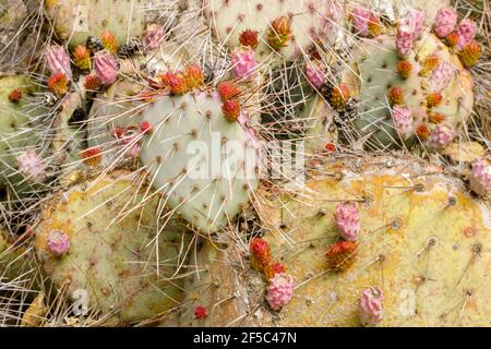 Pere Prickly con boccioli di fiori Foto Stock