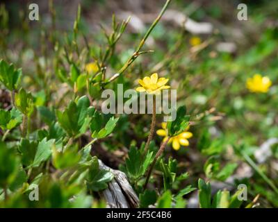 Gunn's Alpine Buttercup (Ranunculus gunnianus), Monte Baw Baw, Australia Foto Stock