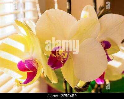 Closeup di bellissimi fiori di orchidee giallo-rosso (Orchidaceae) con ombra da persiane contro il sole Foto Stock