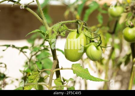 Pomodori freschi (Solanum lycopersicum) Foto Stock