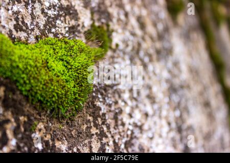 Moss cresce sulla pietra nel sito delle rovine Maya a Iximche in Guatemala. Foto Stock