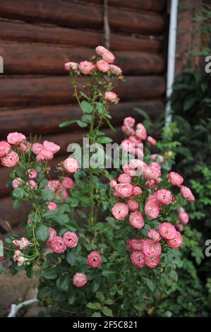 Rosa-russet arbusto rosa (Rosa) Acropoli fiorisce in un giardino in Agosto Foto Stock