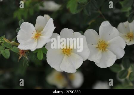 Giallo molto chiaro, arbusto rosa quasi bianco (Rosa) Cantabrigiensis fiorisce in un giardino nel mese di maggio Foto Stock