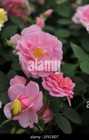 Arbusto rosa rosa rosa inglese rosa (rosa) cariade fiorisce su una mostra Nel mese di maggio Foto Stock